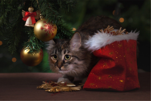 xmas.png